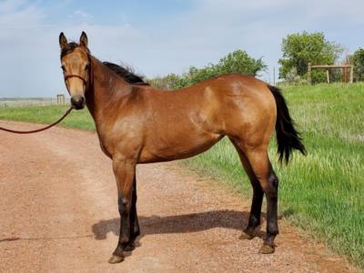 Top Gun Guthrie JW <BR> AQHA 6008222